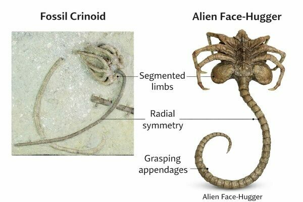 A crinoid next to an Alien Face-Hugger